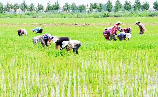 济宁:鱼台县打造绿色有机水稻提升大米品质