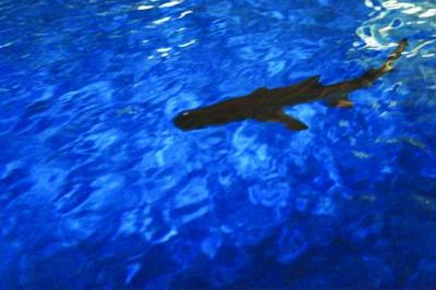 男子养鲨鱼做宠物 担心出意外送到海洋馆(图)