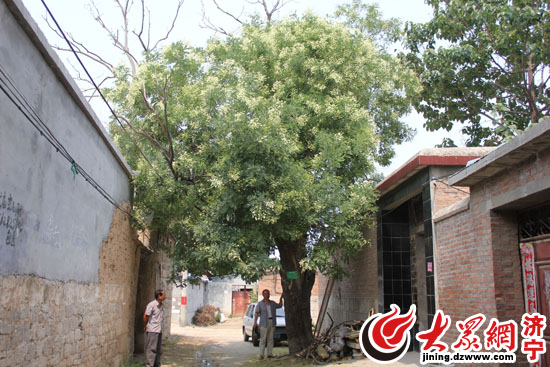 济宁:梁山县张坊村500年古槐开花花香醉人