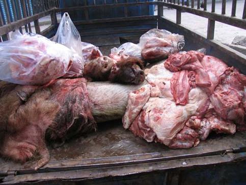 40吨病死猪肉流向餐桌专家支招识别死猪肉