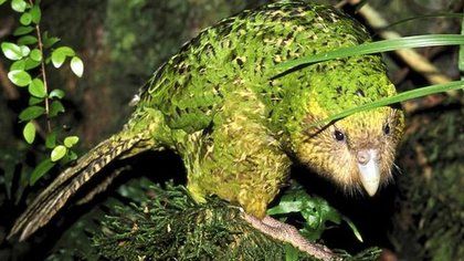 纽西兰鹦鹉“Kakapo”